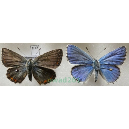 Polyommatus bellargus (Rottemburg, 1775) pair Poland100f